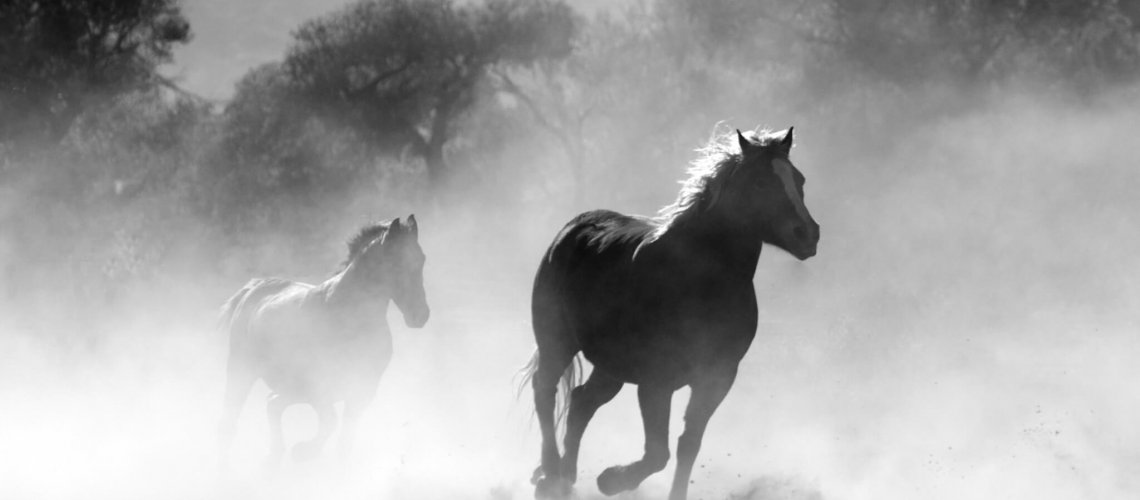 animals-black-and-white-equine-52500